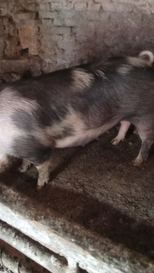 Scroafă gestantă in 8 martie trebuie să fete - imagine 4