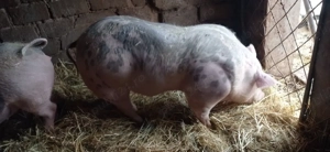 Vând 1 vier și 2 purcele pietran 