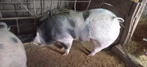 vând două purcele pietran 