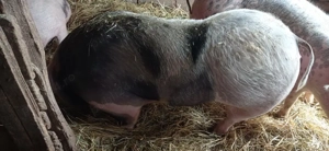 Vând 1 vier și 2 purcele pietran  - imagine 3