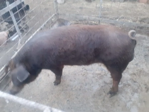 Porci de vânzare  - imagine 2