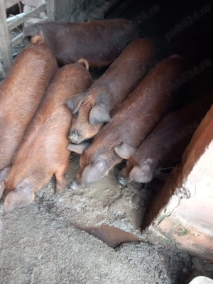 Porci șoldani Mangalita- Duroc 