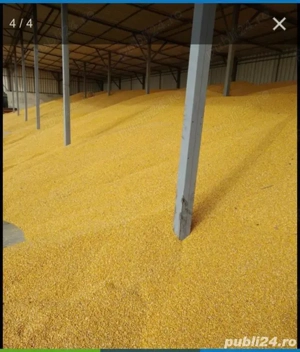 Porumb boabe - nov. 2025