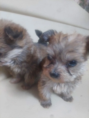       vand bichon  - imagine 2