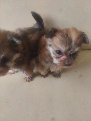       vand bichon  - imagine 3