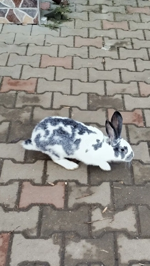 Iepuri de vânzare , rasa belgian urias - imagine 2