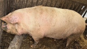 Vând scroafa marele alb 10 kg - imagine 2