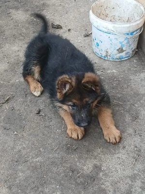 Cobanesc german  - imagine 2