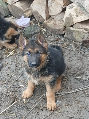 Cobanesc german  - imagine 3