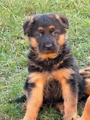 Cobanesc german  - imagine 4