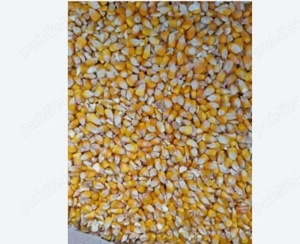 Porumb de vanzare 10 tone