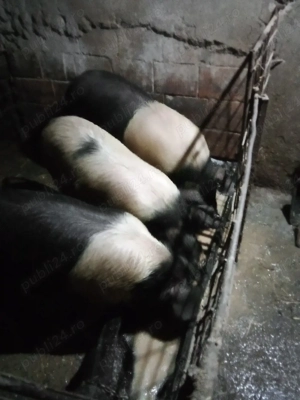 Porci bazna - imagine 3