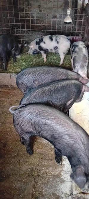 Porci de vanzare - imagine 2