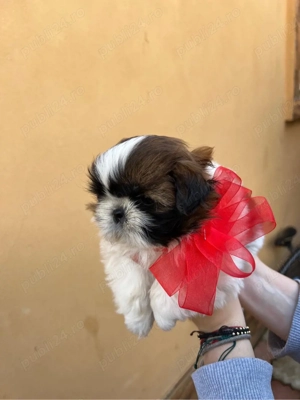 fetita rasa Shih-tzu de vanzare  - imagine 2
