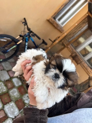 fetita rasa Shih-tzu de vanzare  - imagine 4