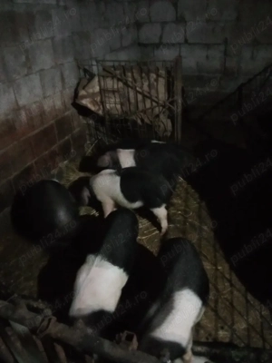 purcei bazna - imagine 3