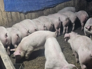 vând 25 soldani rasa de calitate de carne media 35 kg disponibile 25 de mascul castrați  toti mascul - imagine 4