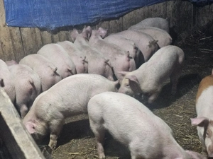 vând 25 soldani rasa de calitate de carne media 35 kg disponibile 25 de mascul castrați  toti mascul - imagine 2