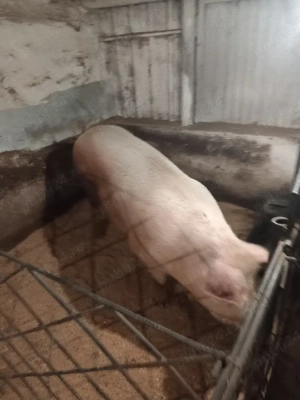 De vânzare porci - imagine 2