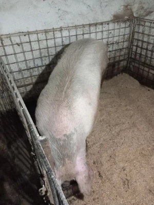 De vânzare  - imagine 5