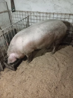 De vânzare porci - imagine 3