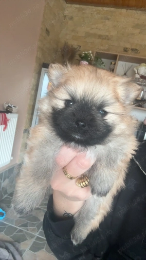 Câine Pomeranian 