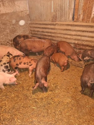 purcei și grasuni de vânzare  - imagine 5