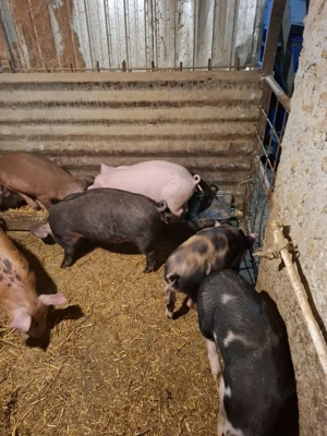 purcei și grasuni de vânzare  - imagine 3