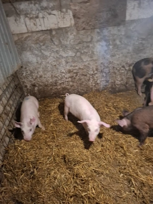 purcei și grasuni de vânzare  - imagine 2