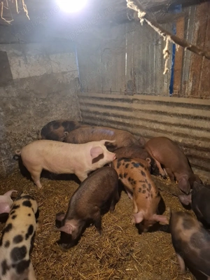 purcei și grasuni de vânzare 