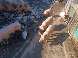 Vând purcei rasă Landrace