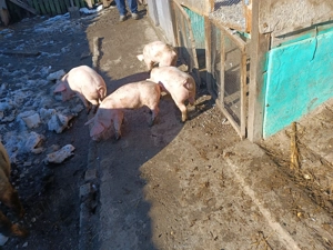 Vând purcei rasă Landrace - imagine 4