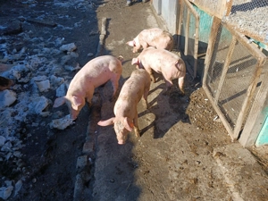 Vând purcei rasă Landrace - imagine 5