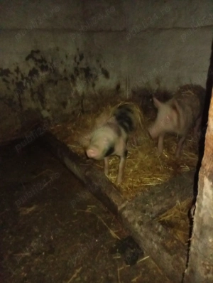 vnd grasuni  - imagine 2