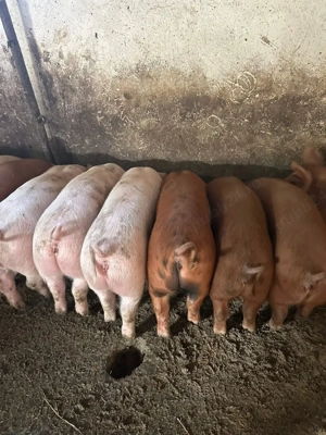 purcei 35,40,45 kg castrați 