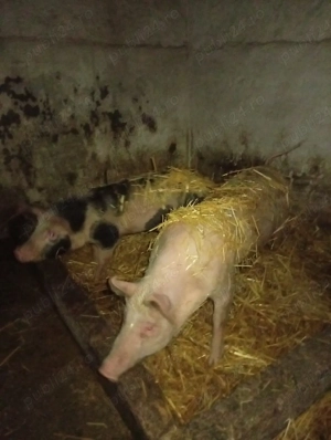 vnd grasuni  - imagine 4