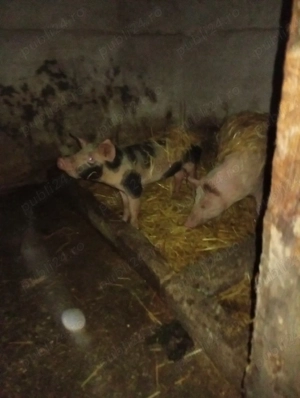 vnd grasuni  - imagine 3