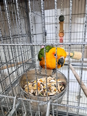păsări papagali  - imagine 4