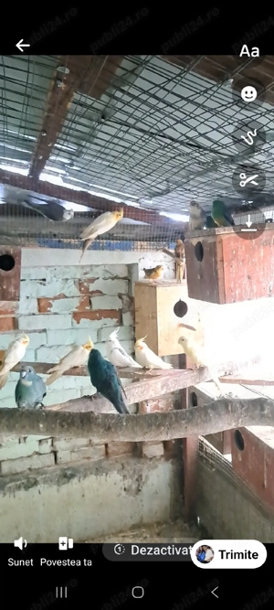 păsări papagali  - imagine 5