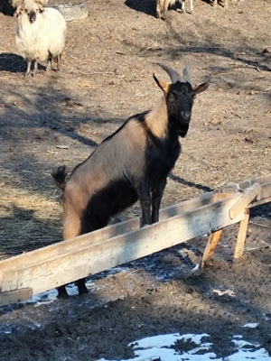 Tap francez alpin  - imagine 2