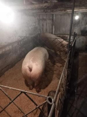 De vânzare porci - imagine 4