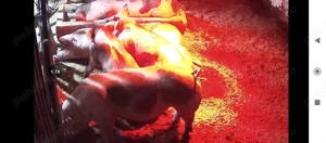 Vând purcei pietrain 