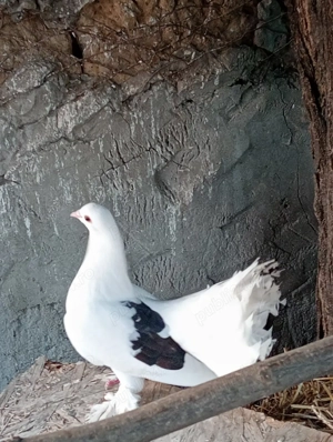 Vând femelă de voltat - imagine 3