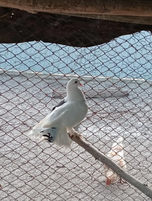 Vând femelă de voltat - imagine 5