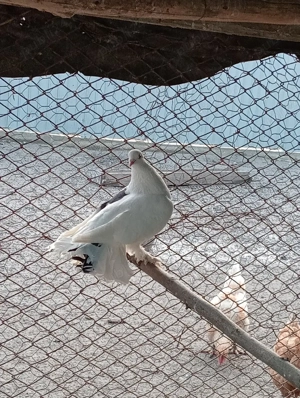 Vând femelă de voltat - imagine 4