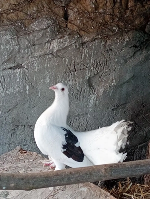 Vând femelă de voltat