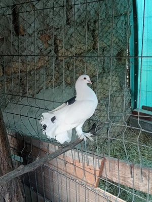 Vând femelă de voltat - imagine 2