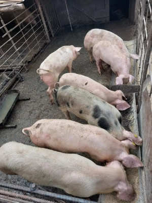 Vând soldani rasă de carne  - imagine 2