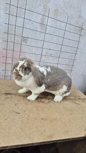 femele berbec german - imagine 2