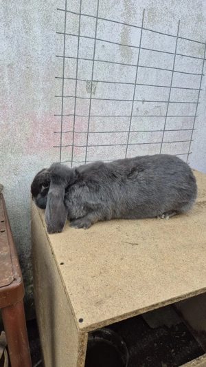 femele berbec german - imagine 5